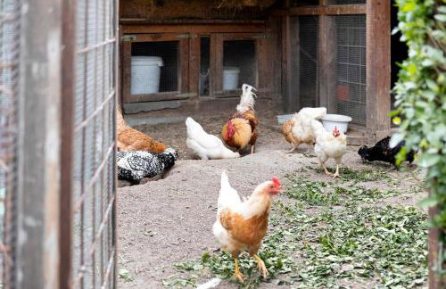 Bauernhof Sackgut - Foto 15