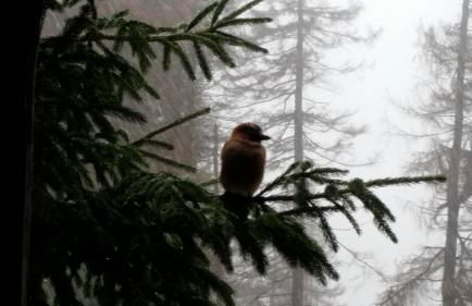Ferienwohnung Auf gut Glück, Lautenthal, Harz - Foto 16