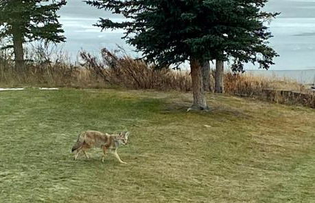 Northern Lights from Hot Tub, Denali National Park - Photo 27