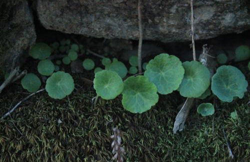 Fabulous 5 BR hidden gem Serra da Estrela - Foto 32