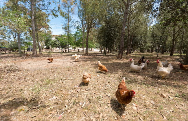 Villa Pizzi - Foto 39