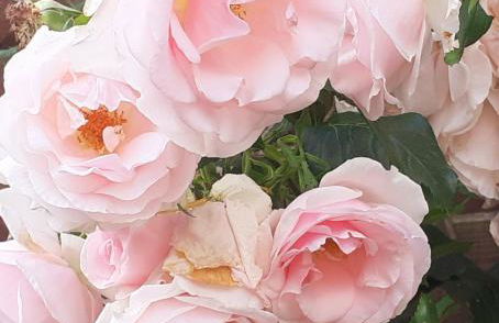 Rose View - Modern detached bungalow - Photo 55