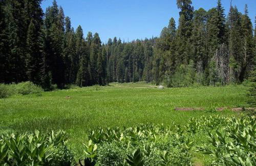Sequoia Splendor, inside Kings Canyon NP by Visitors Center - Foto 69