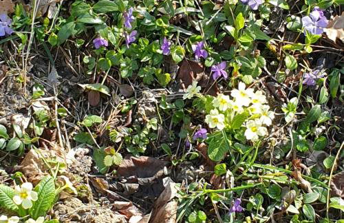 Casa con vista - Foto 34