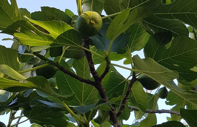 Healesville House - Fig Tree House - Photo 22