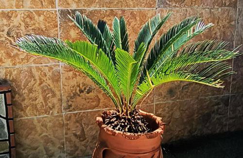 John & Mary's House Kalivia Near Sea & Athens Airport - Foto 45