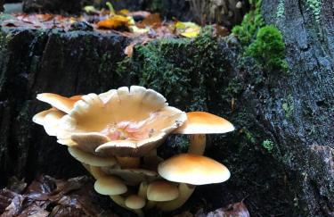 Chalet 10 pers sauna & SPA La tanière des Vosges - Foto 61