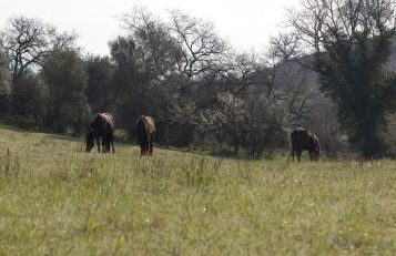 La Fondona - Foto 18