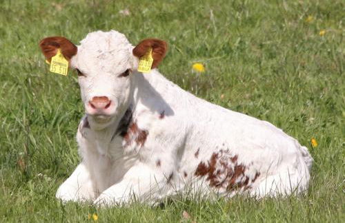 Betzemühle 2 Bauernhof - Foto 13