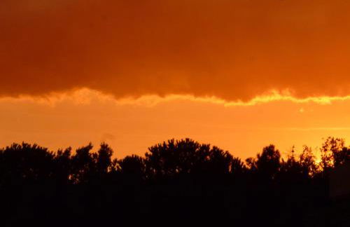 il geranio - Foto 43