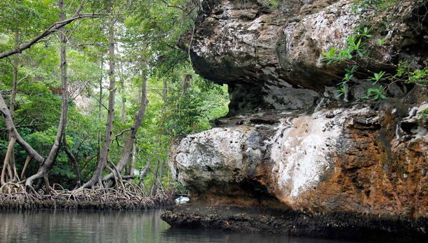 Looking at the dense vegetation