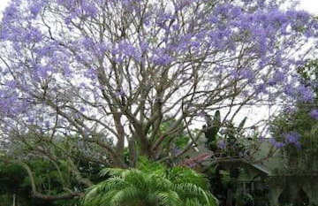 1620 - Short Term Available message Jo-An - Foto 1