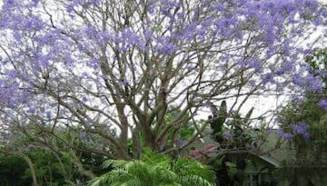 1620 - Short Term Available message Jo-An - Foto 1, Garden view