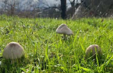 Antiguo Molino con piscina y chimenea en el valle del Tietar - Foto 34