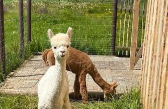 Vogtmühle - Foto 22