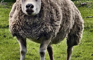 The Hideaway with hot tub - Foto 44