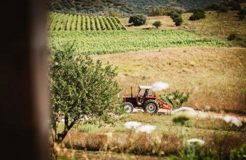 Auberge Santu Martine: Cottage with Pool (Manca) - Foto 72