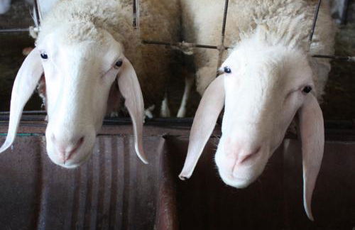 Paglia&Fieno - Photo 69