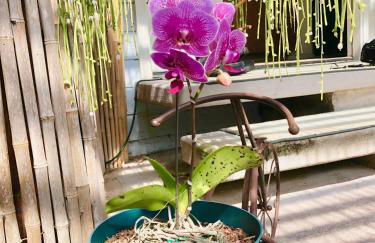 The Great Kona Escape - Foto 7