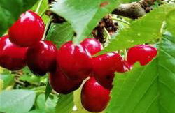 Calme et sérénité au gîte des hortensias - Foto 37