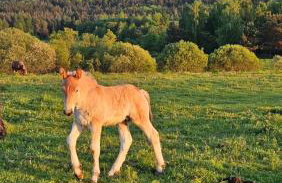 Pastelova Krova - domki w Bieszczadach - Foto 72
