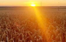 El Romazal - Foto 36