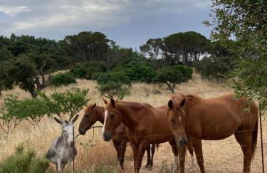 Agriturismo Is Conchisceddas - Foto 42