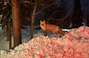 10 min to Resort! Amazing Views & Sauna! - Foto 16