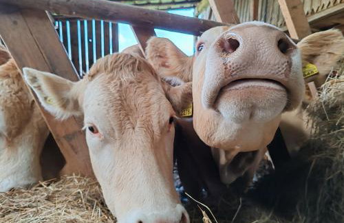 BAJKA-Domek na wsi - Foto 37