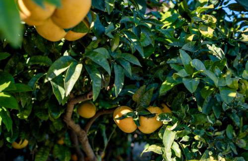 Borgo Pasqui - Foto 27