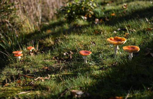 Sleep Space 4 - Green Tiny Spot Friesland - Foto 19