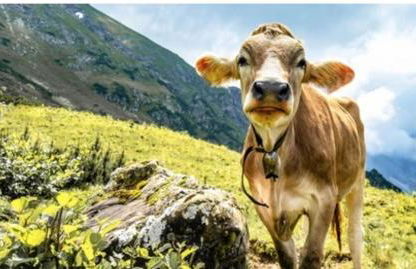 Ferienwohnung Weber Alpenveilchen - Foto 19