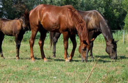Agriturismo Adriano Pedretti - Foto 52