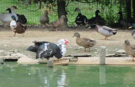 Agriturismo L'Albara - Wines, Pool & SPA - Foto 28