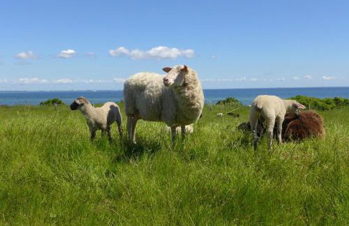 Ferienwohnung Bambuswald Ferienhof Geltinger Bucht - Foto 31