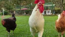 Bajo Los Tilos - Foto 2