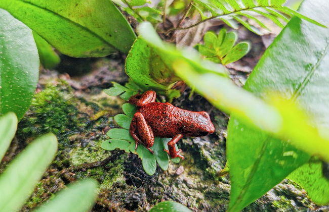 Villa Paraíso - Foto 32