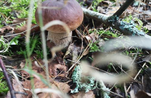 Agroturystyka PLENER - Foto 49