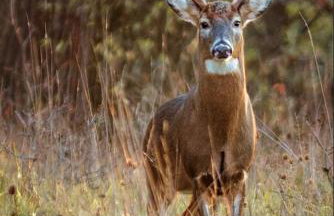 Lakefront Home, Hot Tub, Pool Access, Boats, Pets - Photo 44