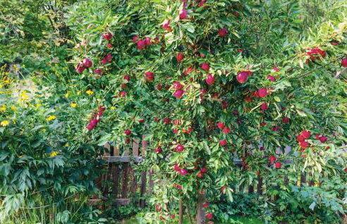 3 Bedroom Lovely Home In Nowe Warpno - Foto 19