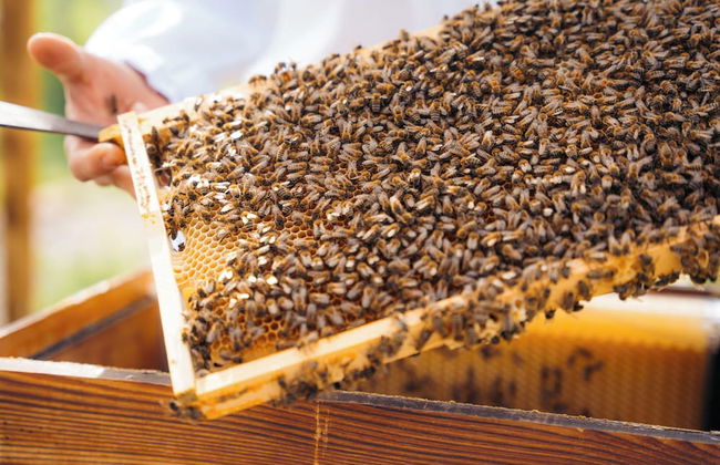 Milea Agritourism - Foto 63