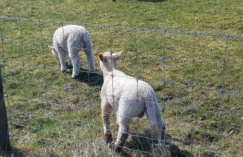 Kleine Hafenperle Büsum - Foto 22