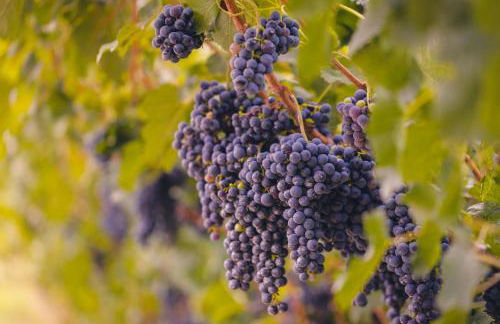 Agriturismo Sarca House - Foto 18