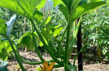 Agriturismo La Terrazza su Farfa - Foto 50