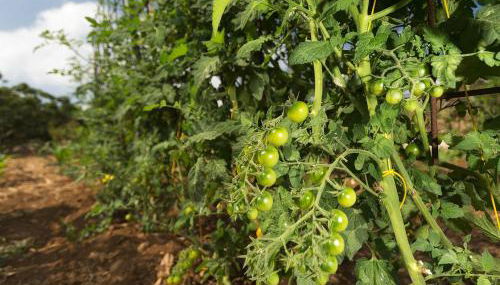 Le Case di Mamma Carmela - Foto 5, Garden