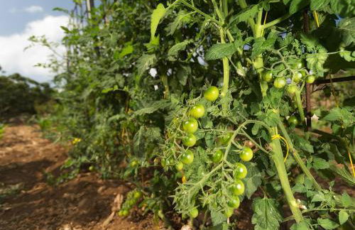Le Case di Mamma Carmela - Foto 5