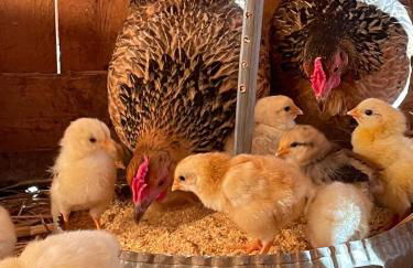 Azienda agricola Panorama - Foto 7