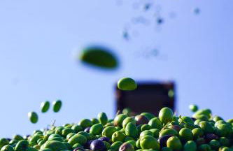 Masseria Pezze Galere Piscina privata - Foto 54