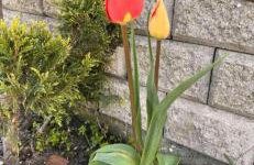 Christina Apartments - Foto 16