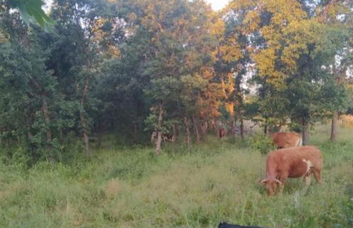 Acogedora casita loft de piedra con piscina compartida - Foto 33